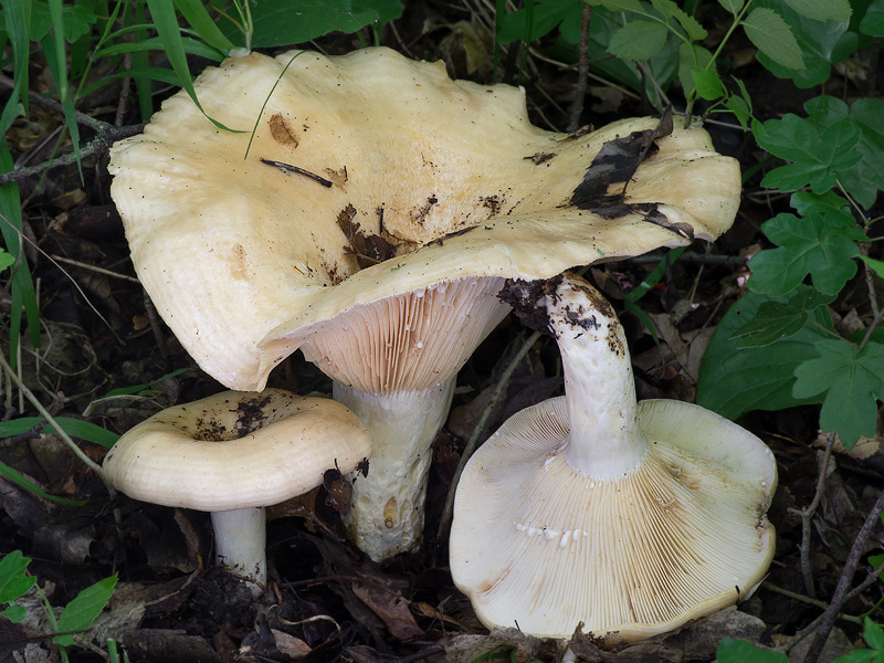 Lactarius zonarius